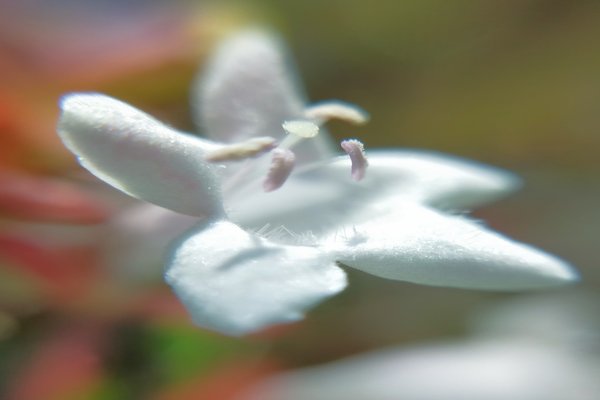 アベリアの花言葉強運 の新着タグ記事一覧 Note つくる つながる とどける