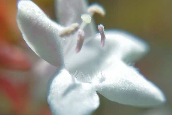 アベリアの花言葉強運 の新着タグ記事一覧 Note つくる つながる とどける アベリアの花言葉強運 の新着タグ記事一覧 Note つくる つながる とどける