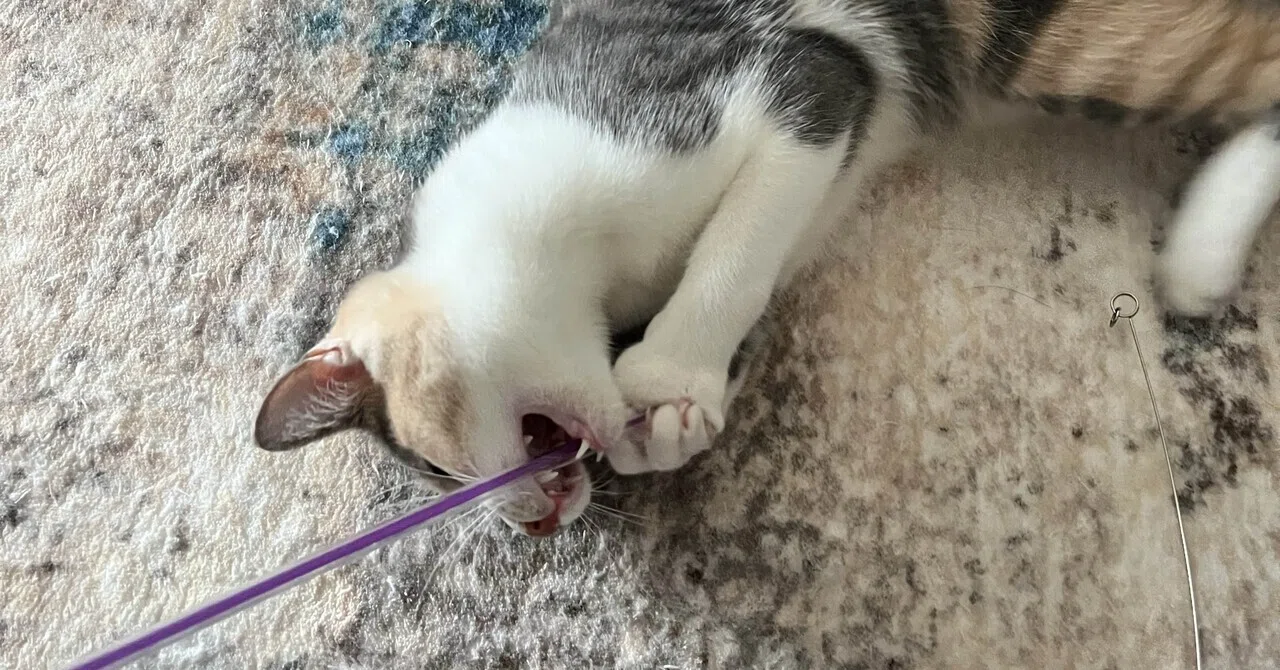 Dojo Cat Diary: The Growing Younger Sister and the Too-Free Older ...