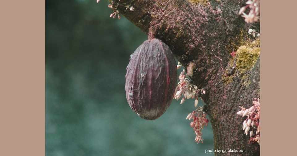 カカオの花 Gatokukubo Note