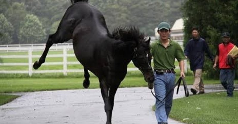 札幌競馬場🐴適正のある馬体は❓