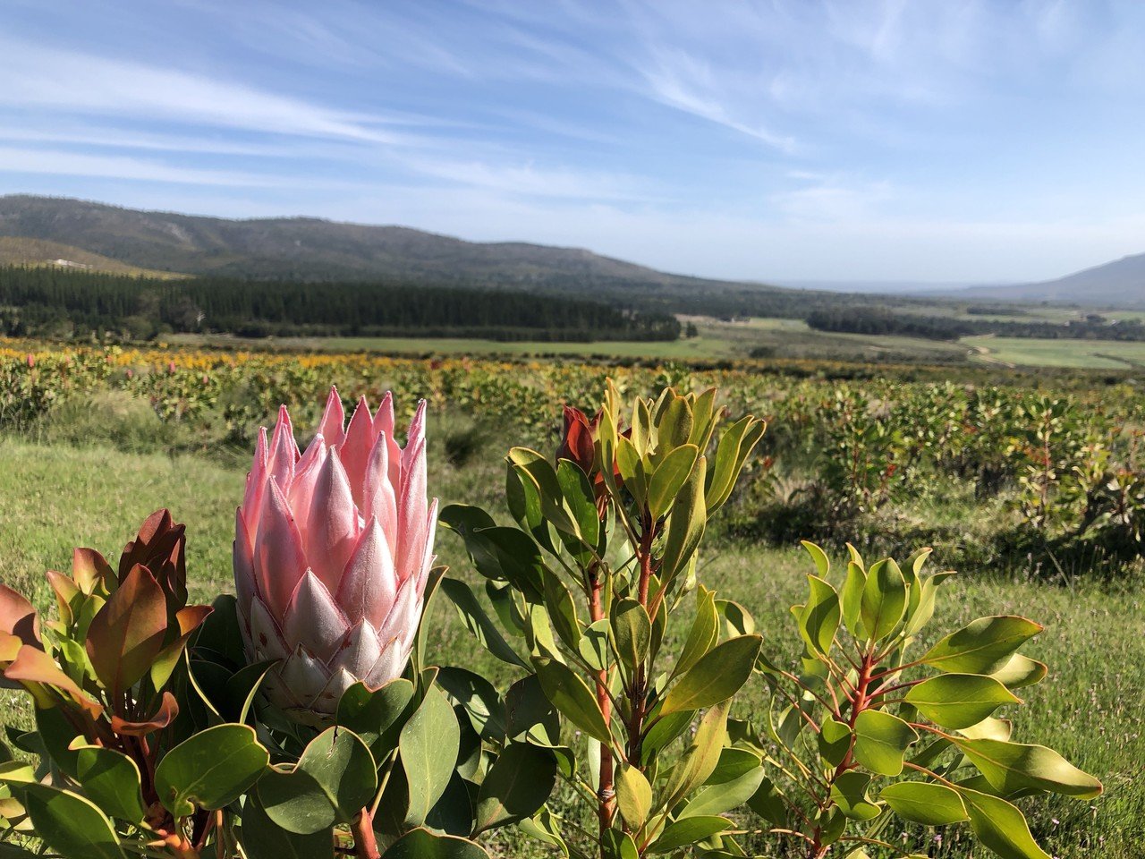 キングプロテアが教えてくれるアフリカの美しい歴史 その4 旅するビジネスマン 小林邦宏 Note キングプロテアが教えてくれるアフリカの美しい歴史 その4 旅するビジネスマン 小林邦宏 Note