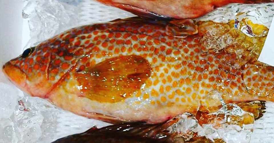 新潟 佐渡沖のキジハタ 魚が来る 明日 新潟から Note