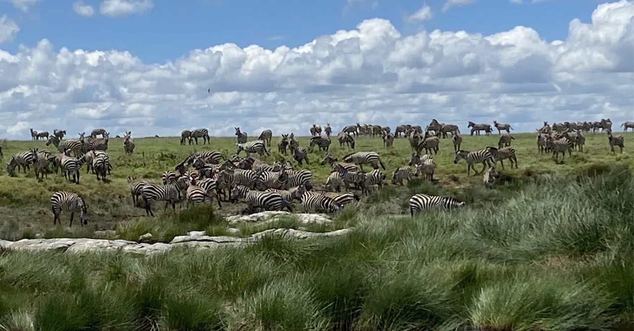 Why Do Animals Migrate? The Wonders of the 'Endless Plains' in ...