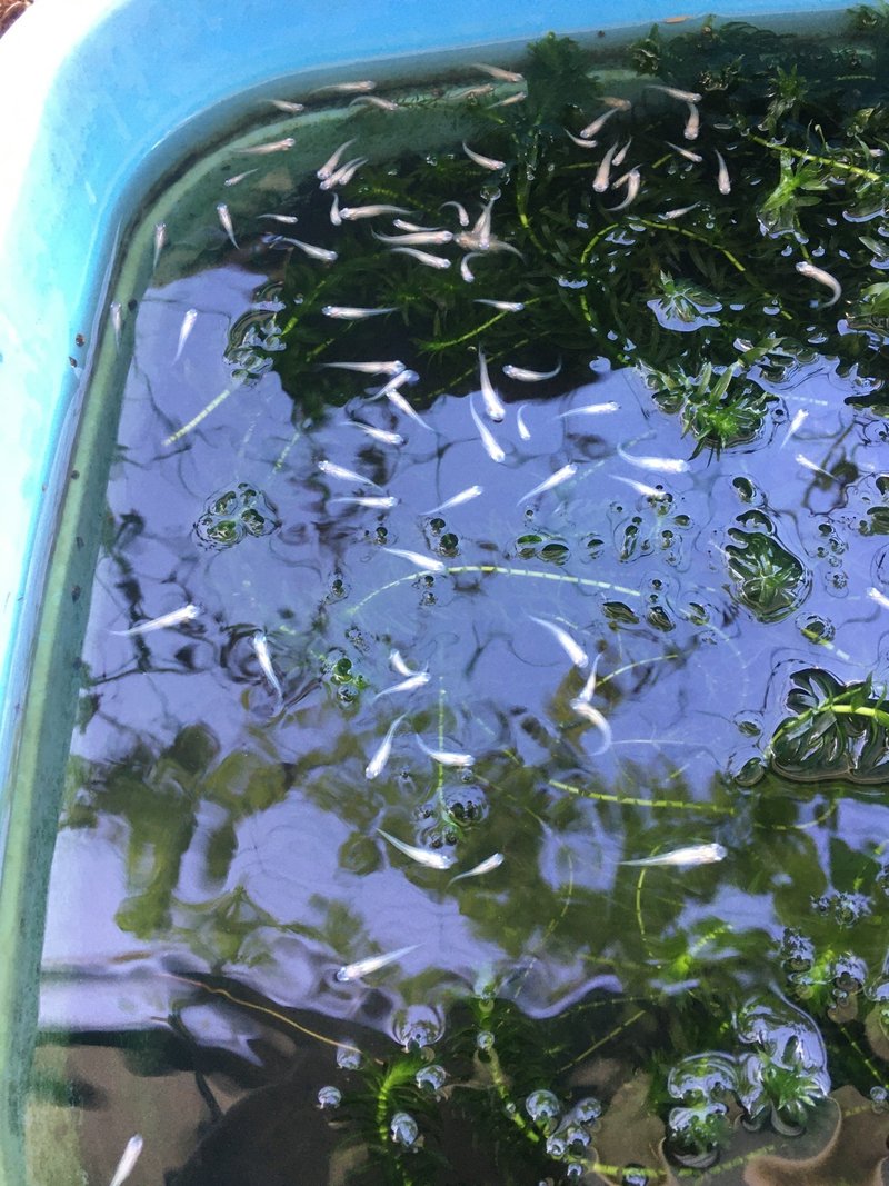 めだか ミジンコスイッチ 終了 Dvd即日コピー専門店 アイブライト 重蔵の修行部屋 Note