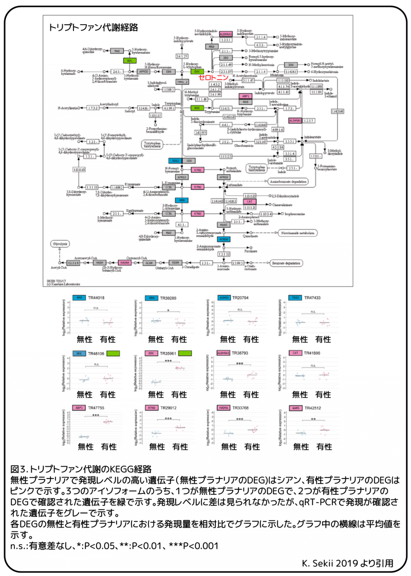 プラナリアの有性化物質その３ 卵巣誘導物質セロトニン 論文紹介 かわいせーざん 基礎研究っておもしろい 生物編 Note