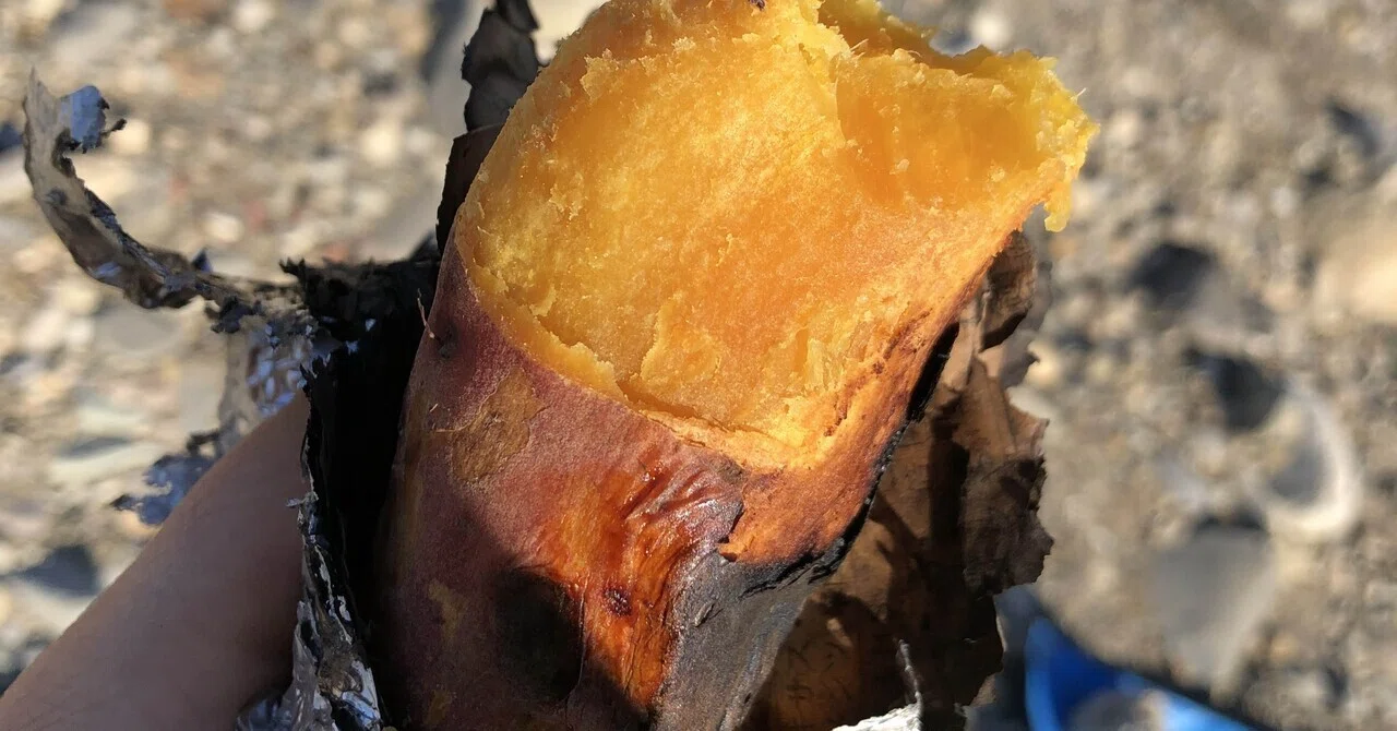 The Season for Delicious Roasted Sweet Potatoes｜あお