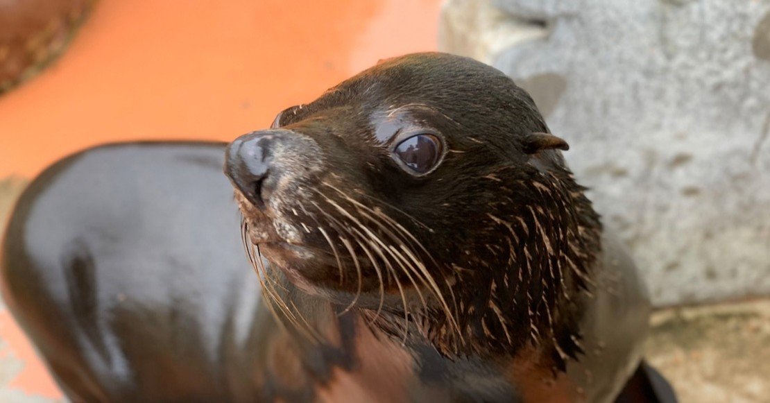 かわいいアフリカの動物たちテーブルに大集合！！ TAK_施設見る専 on X