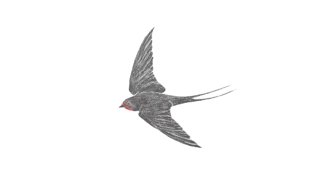 [Wild Bird Essay] Swallow vs. Sparrow｜明里 依頼