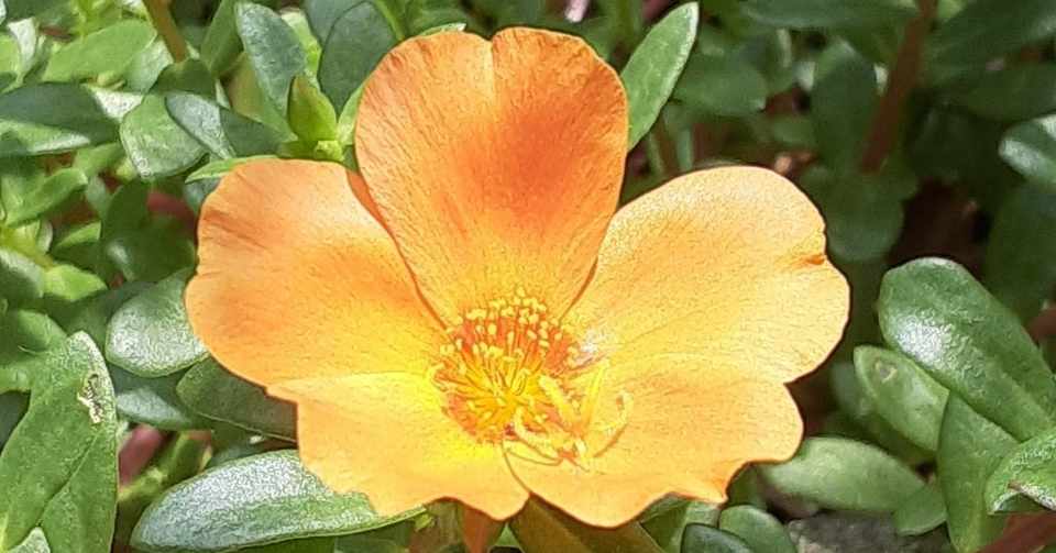 マツバボタン 8月21日 誕生花 花咲かせおじさん すべての人に花を Note