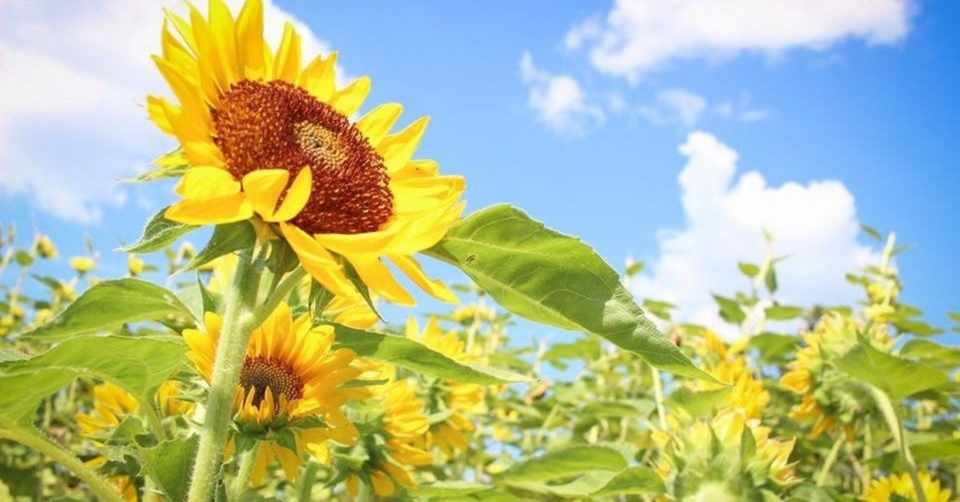 日本一おしゃべりな幼なじみのヨシカのこと 脚本家 今井雅子 ルーツ は続くよ Note