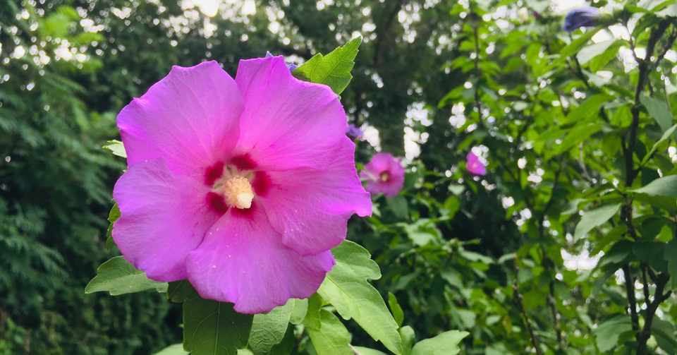 ムクゲ シャロンの薔薇 花写真 Nekoyuko Note