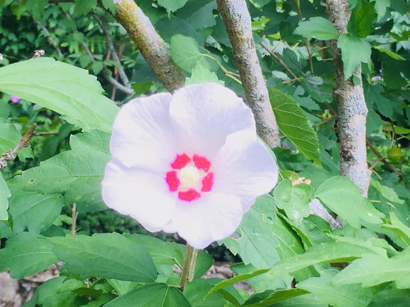 ムクゲ シャロンの薔薇 花写真 Nekoyuko Note