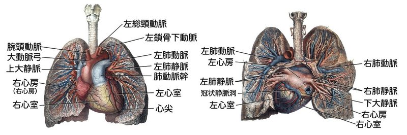 【徹底的国試対策】2-3 循環器系 - 動脈系.063