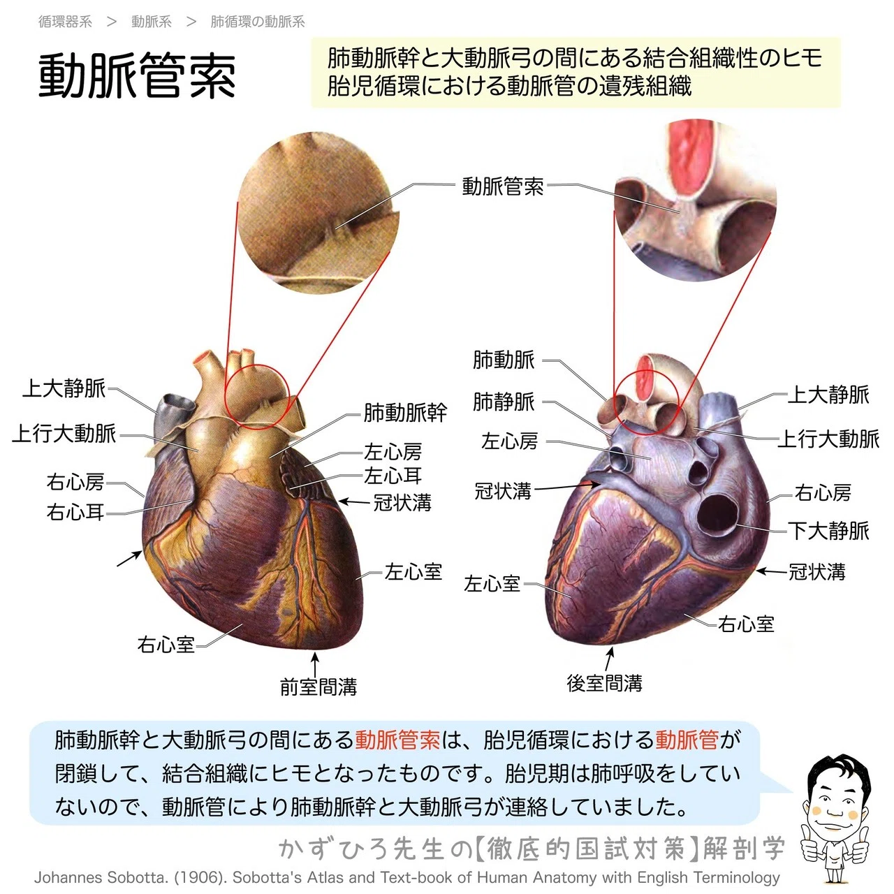 2-3 (2)】循環器系 - 動脈系 一問一答｜かずひろ先生（黒澤一弘｜解剖
