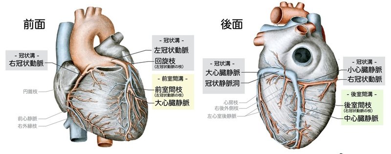 【徹底的国試対策】2-3 循環器系 - 動脈系.067