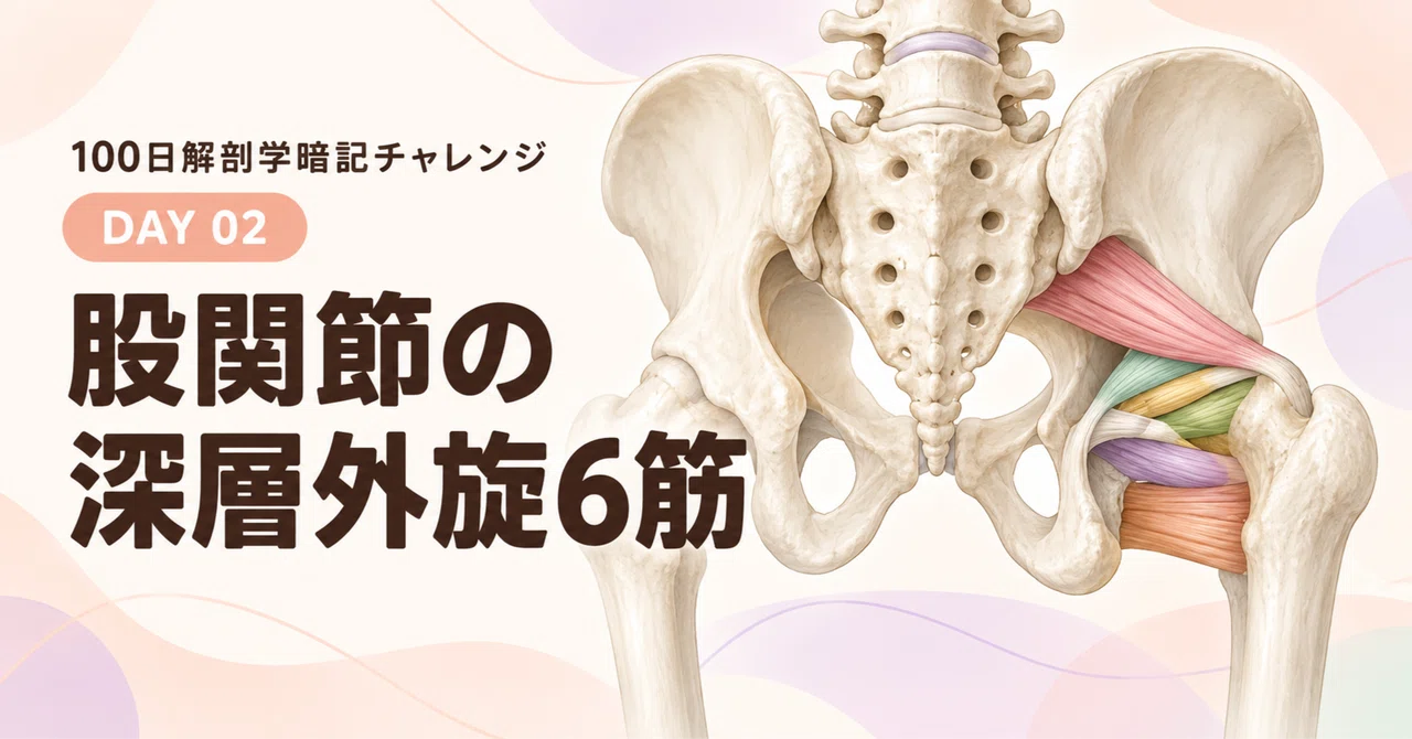 [DAY 02] The 6 Deep Lateral Rotators of the Hip | 100-Day Anatomy ...