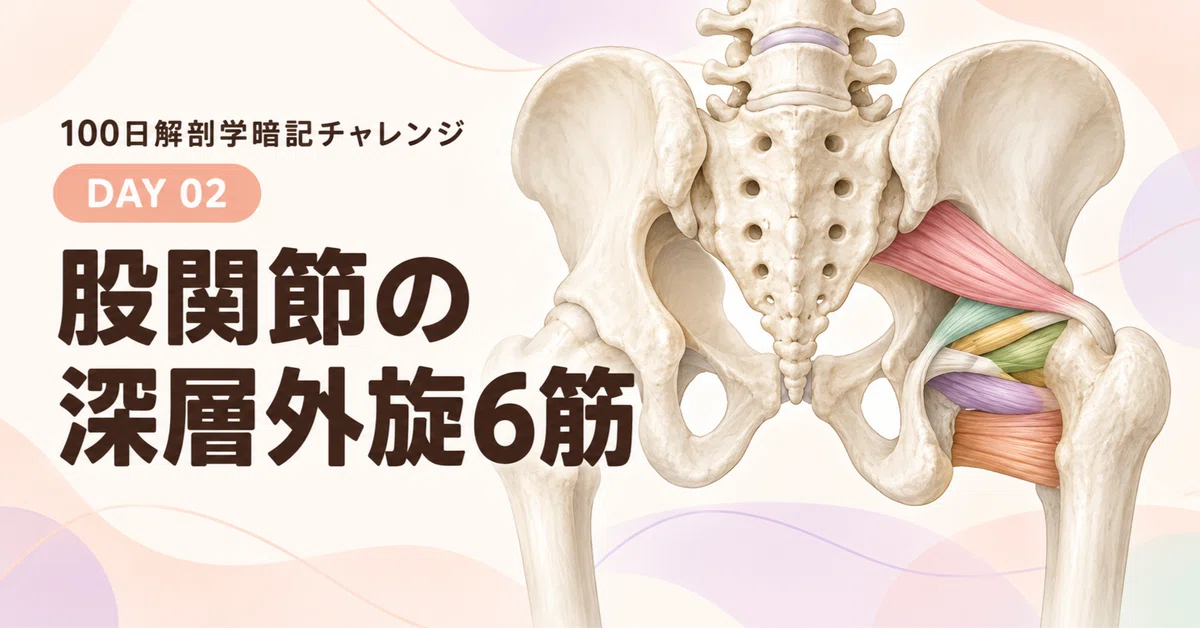 [DAY 02] The 6 Deep Lateral Rotators of the Hip | 100-Day Anatomy ...