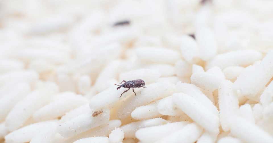 お米にわく虫の正体は 予防と対策でお米を守ろう Discover Life