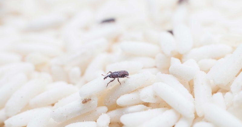 お米にわく虫の正体は？　予防と対策でお米を守ろう