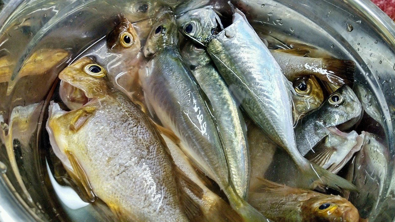 大量に釣れた小メバルのおいしい食べ方 レモンソルター 離島に住む双子の母 Note