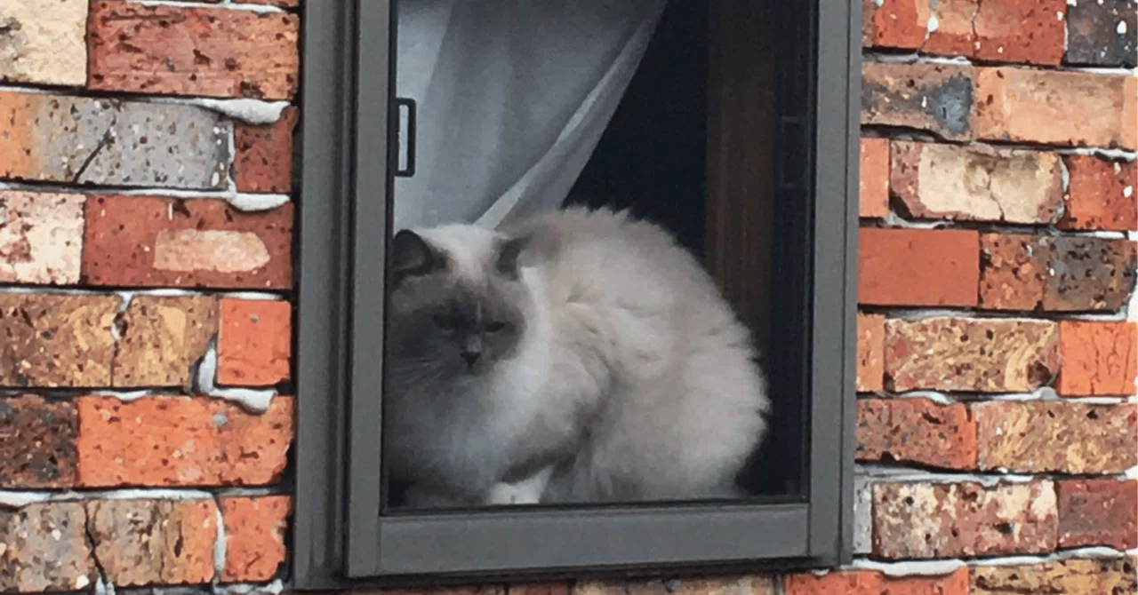 The story of how installing a cat door made life more comfortable for both cats and humans
