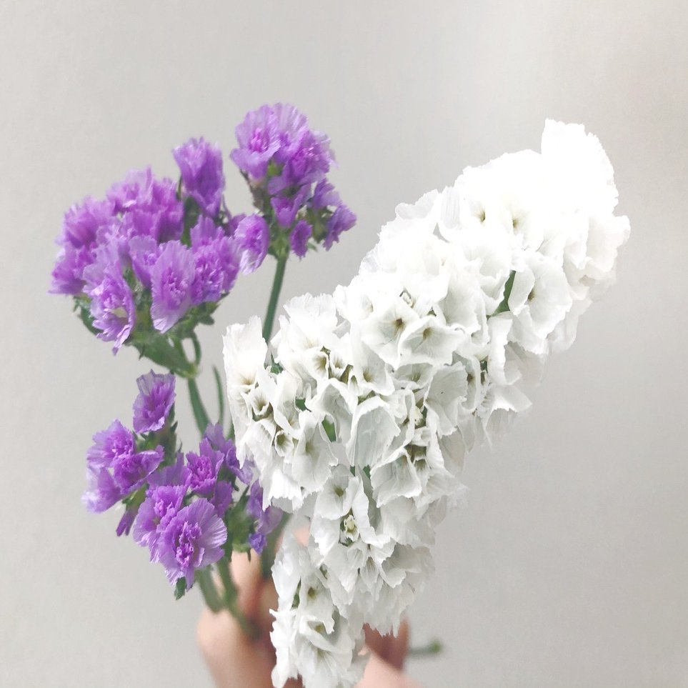 Hanaike図鑑 3 スターチス Hanaike はないけ Note