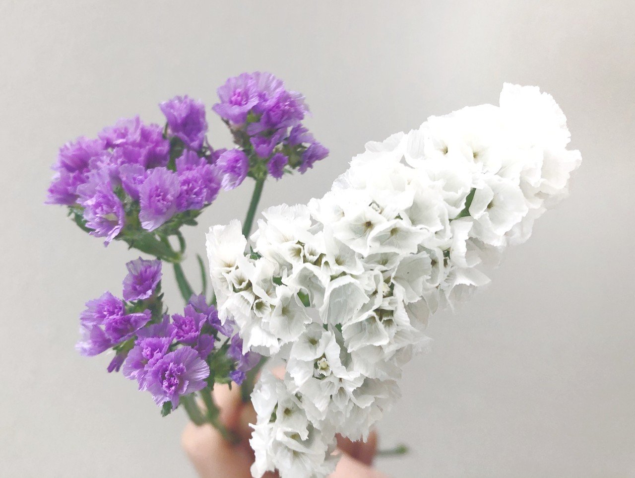 Hanaike図鑑 3 スターチス Hanaike はないけ Note Hanaike図鑑 3 スターチス Hanaike はないけ Note