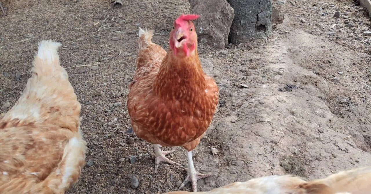 Why I recommend small-scale free-range poultry farming in an era where ...