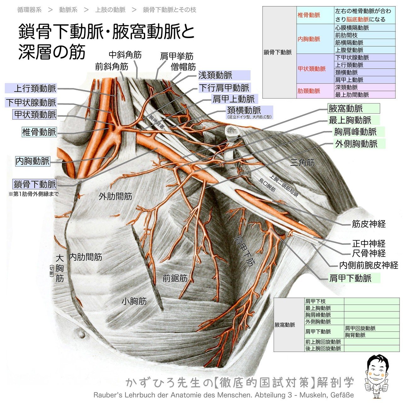 2-3 (2)】循環器系 - 動脈系 一問一答|かずひろ先生(黒澤一弘 2-3 (2)】循環器系 - 動脈系 一問一答|かずひろ先生(黒澤一弘