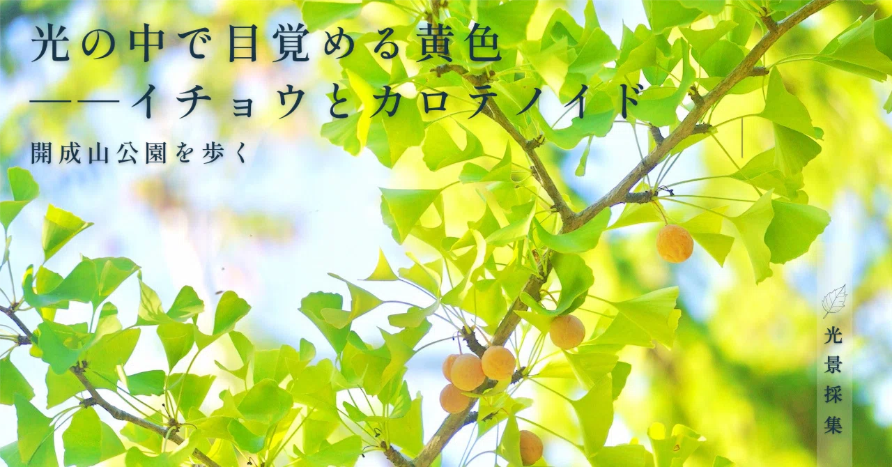 Awakening in the Light: Yellow—Ginkgo and Carotenoids | Walking in ...