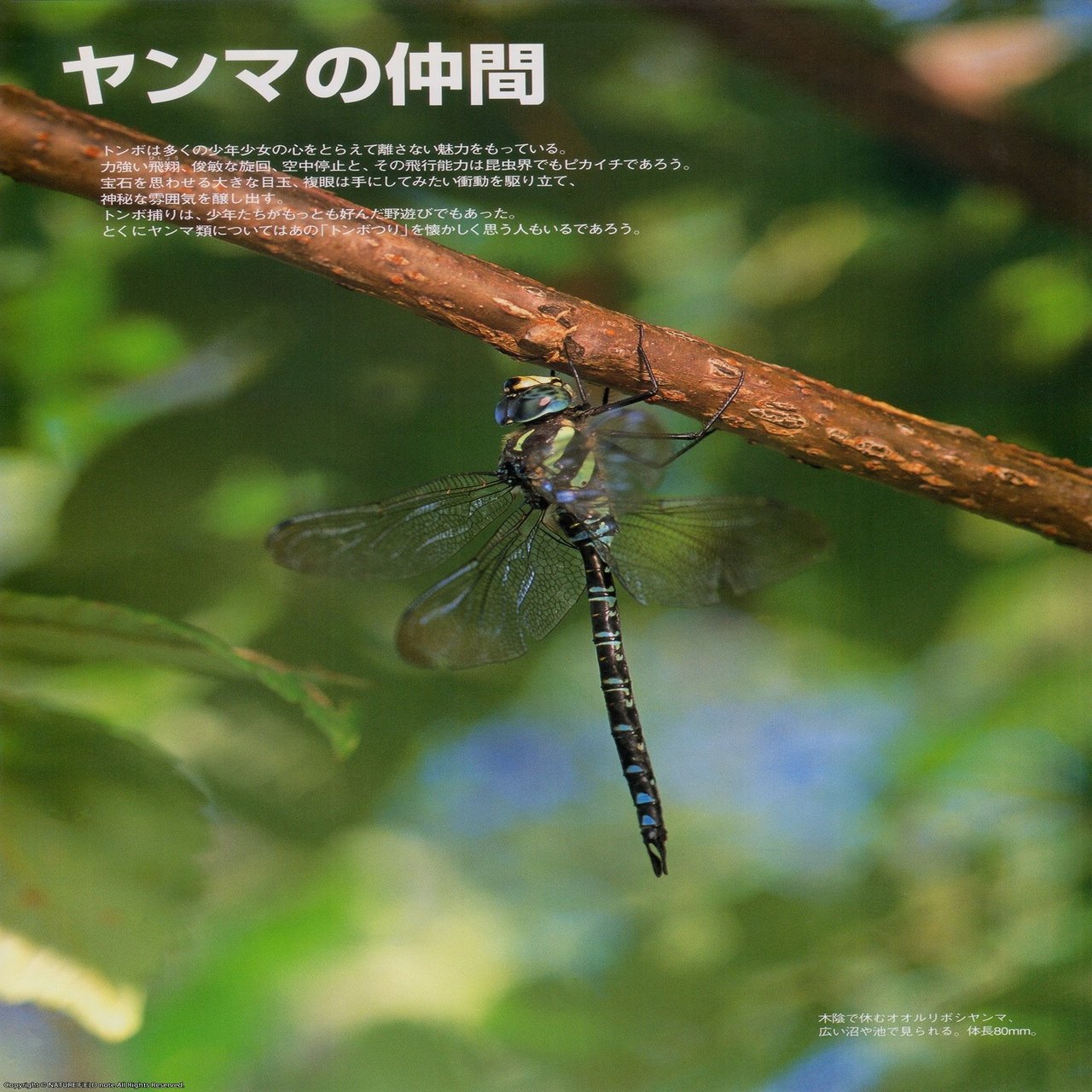 里山大百科 夏 ヤンマの仲間 映像制作会社つばめプロ Note