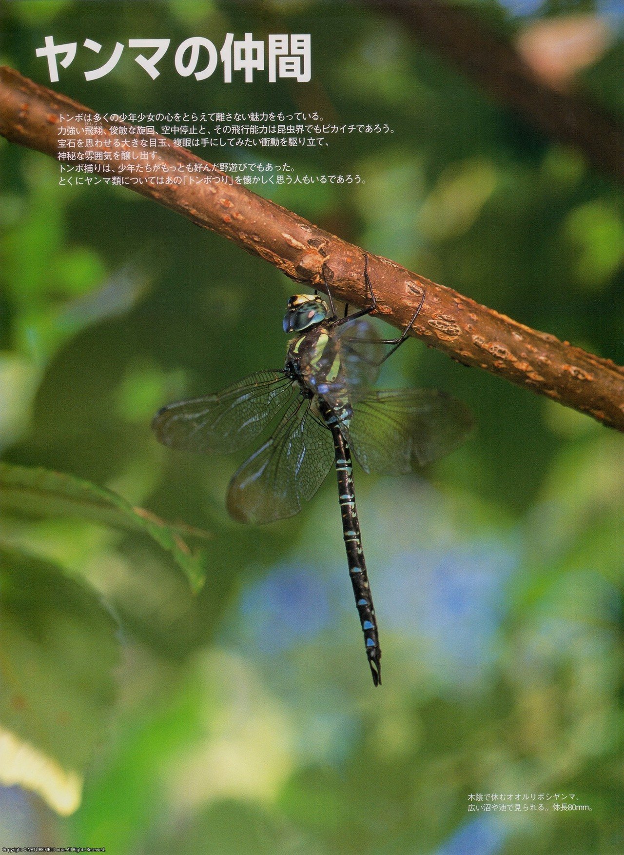 里山大百科 夏 ヤンマの仲間 映像制作会社つばめプロ Note 里山大百科 夏 ヤンマの仲間 映像制作会社つばめプロ Note