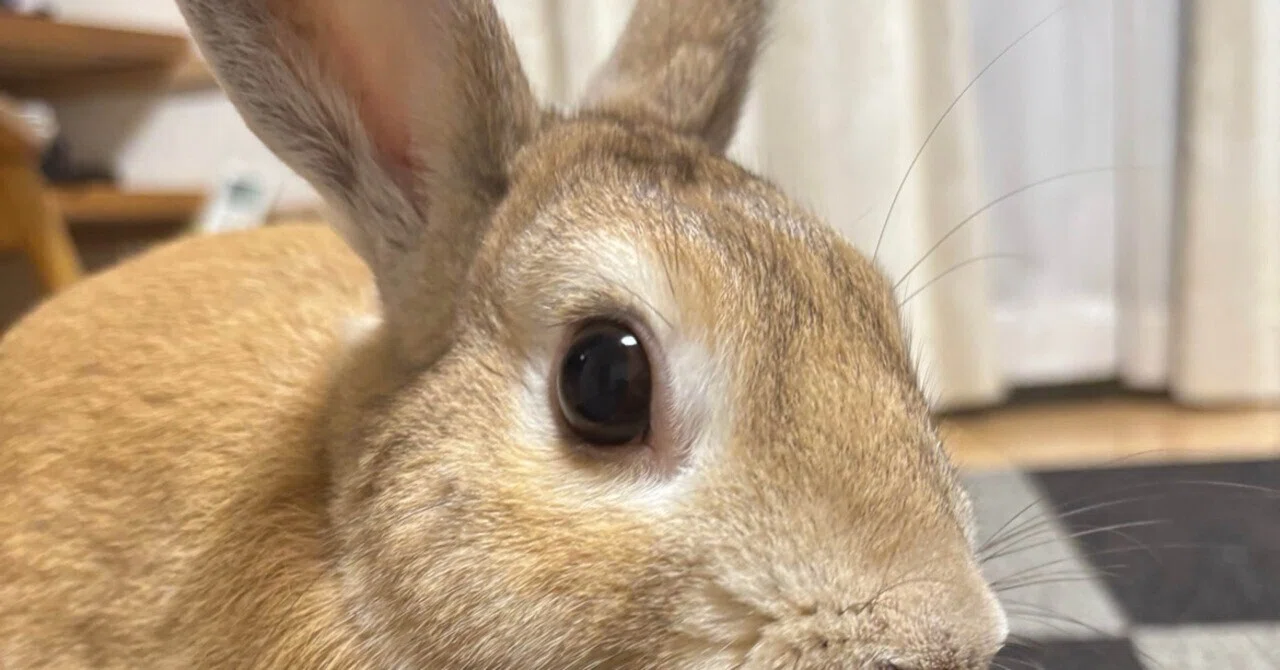 What I learned from living with a 6-year-old grandpa rabbit and a 1 ...
