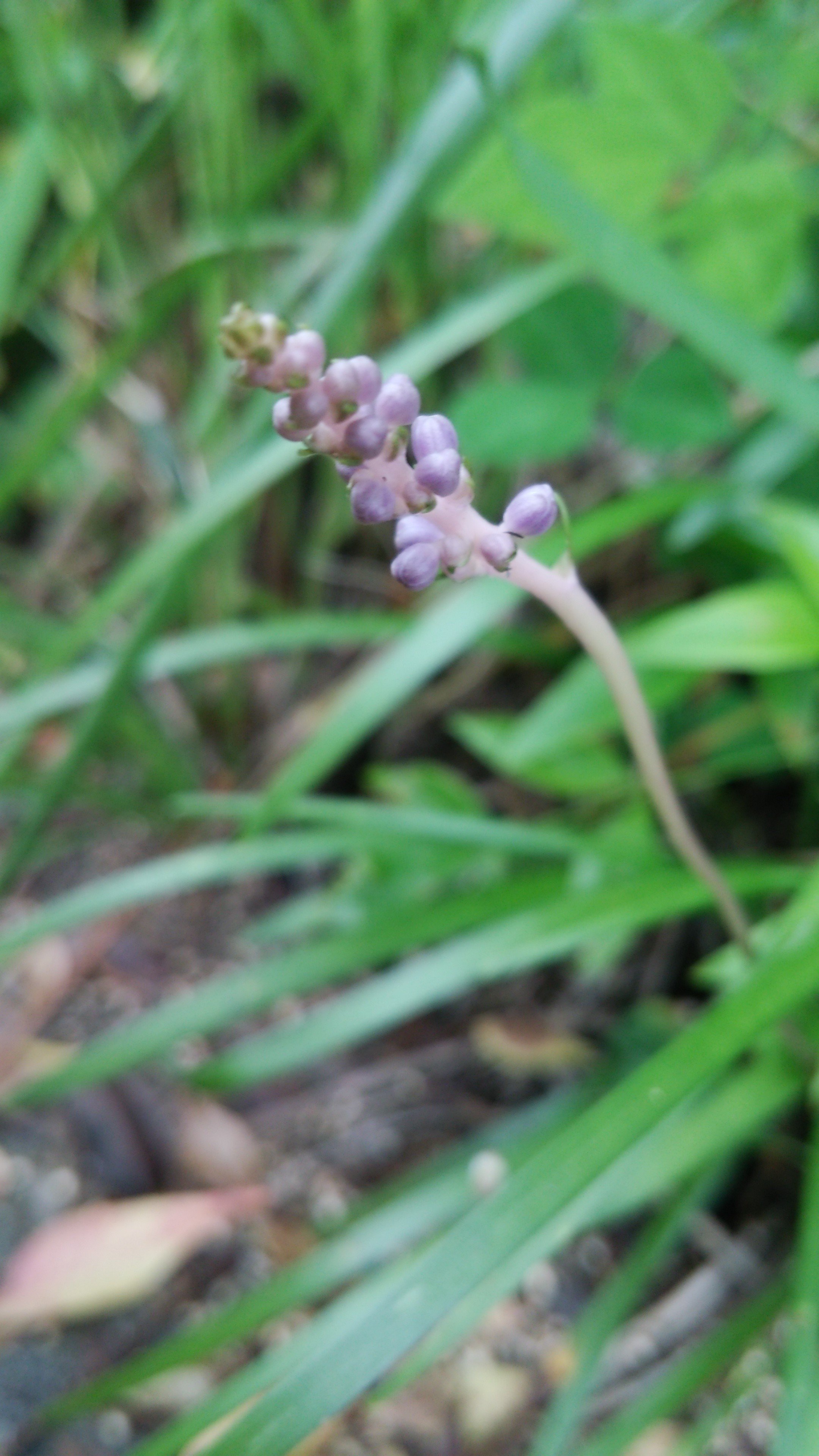 写真は竜の髭の花 の新着タグ記事一覧 Note つくる つながる とどける