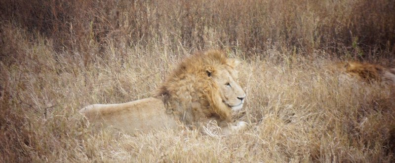 【タンザニア】本物のライオンとマサイ族