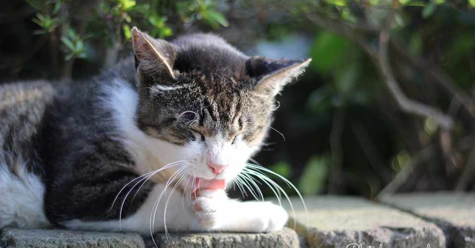 動物にとって嬉しい言葉 名前 カモミール アニマルセラピスト 猫写真 Note