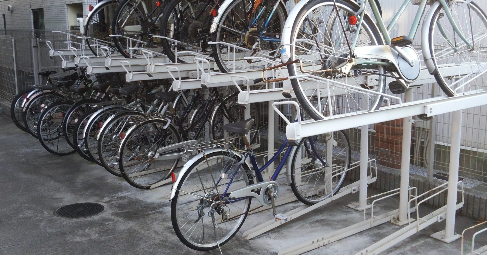 今後二度と 爪の先ほどの なんて言わないと決めた話 岡田知子 猫と暮らす文筆家 Note