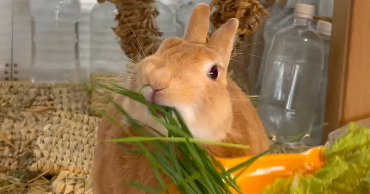 Rabbit Fresh Grass... A History of What Can Be Grown at Home｜うさぎのうみちゃんねる