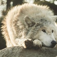 論理が通用しない正義バカと通話対談してみた とつげき東北 Note