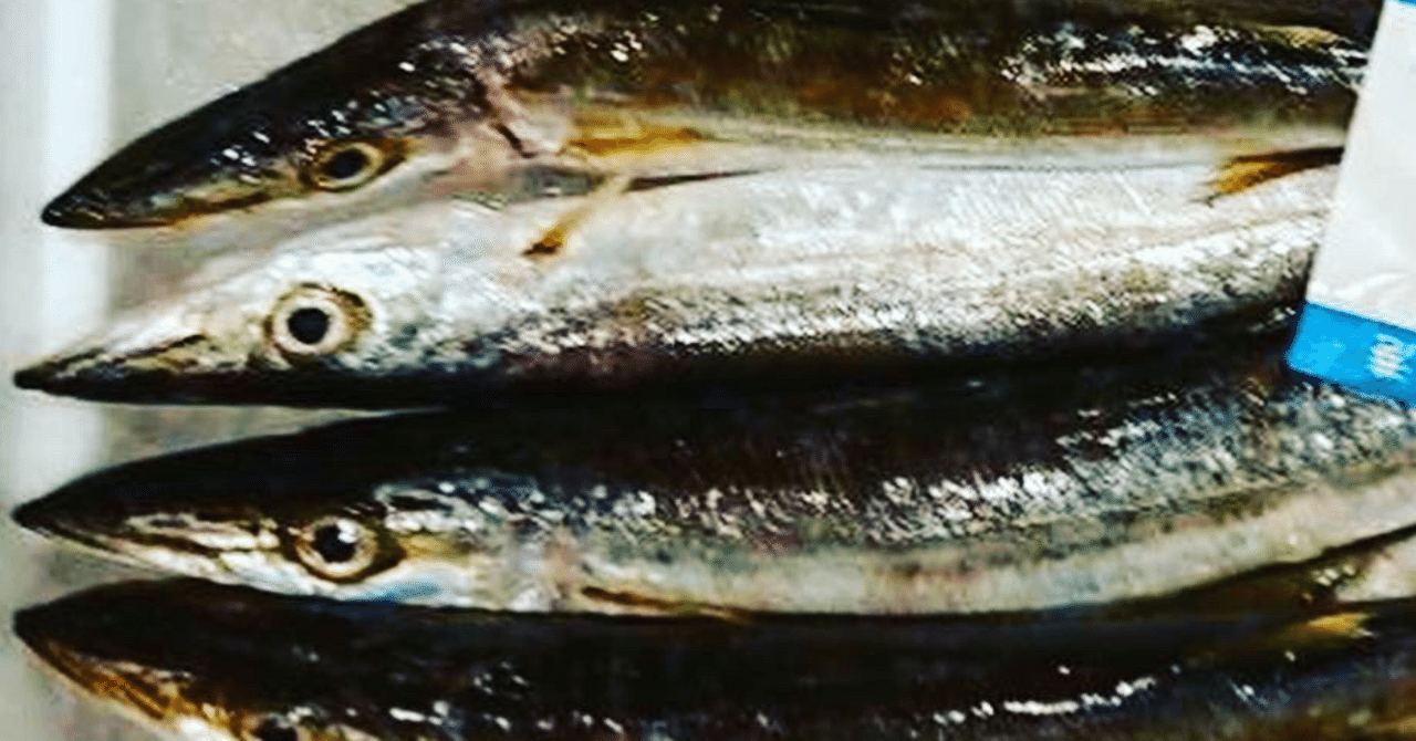 新潟 佐渡沖のカマス 魚が来る 明日 新潟から 鮮魚通販 Note