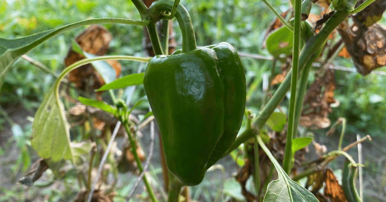 Vol 35 夏野菜のタネ取りをする 予習編 ころの庭 ー自然菜園とハーブとアロマー Note Vol 35 夏野菜のタネ取りをする 予習編 ころの庭 ー自然菜園とハーブとアロマー Note