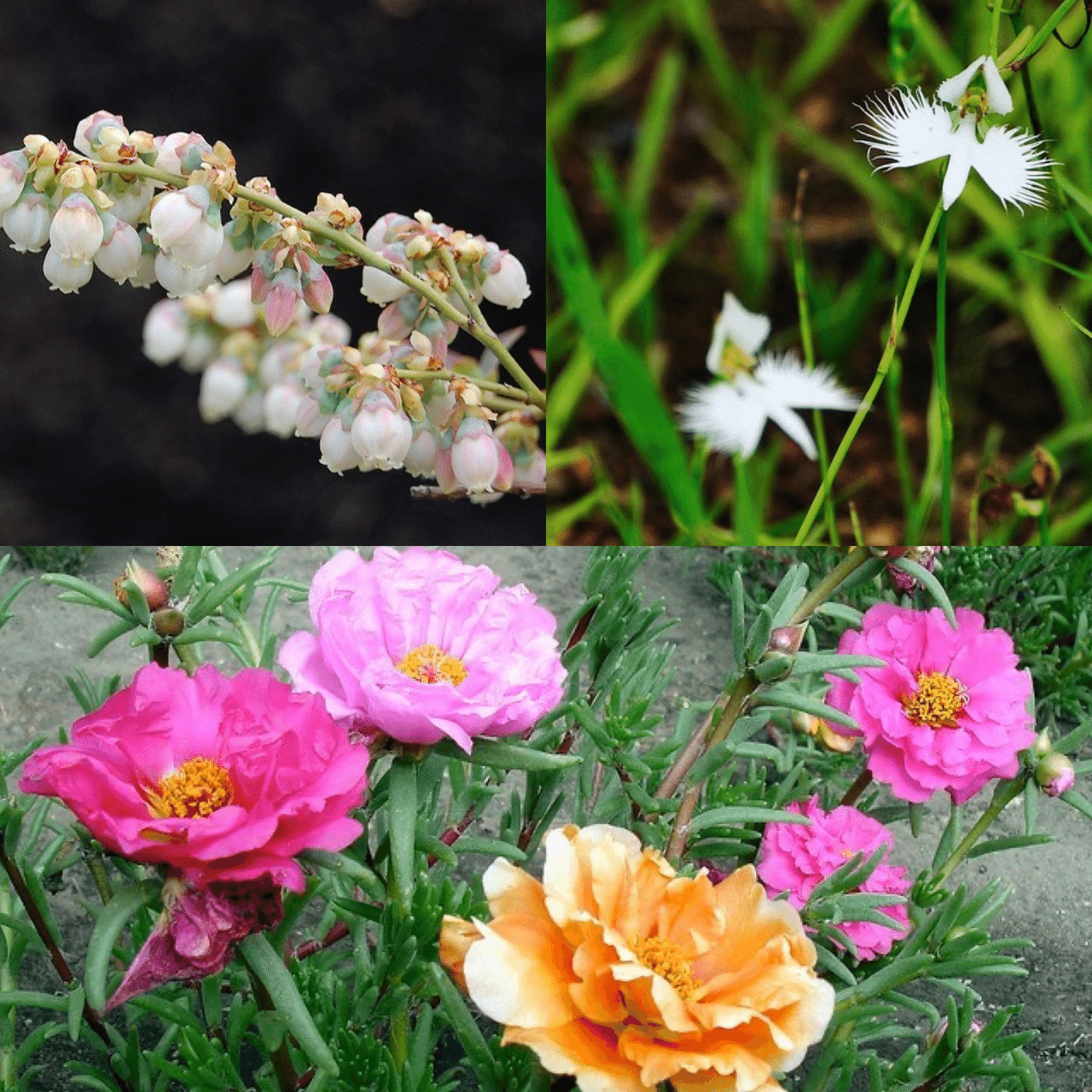 8月21日お誕生日の方おめでとうございます 今日の誕生花の花言葉は ブルーベリー 実りのある人生 知性 サギソウ 清純 繊細 夢でもあなたを想う マツバボタン 無邪気 可憐 今日も素敵な1 Monstera18 Note