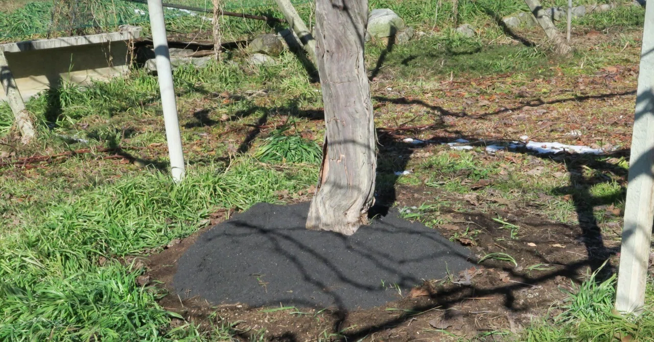 Grabes Drawing Considering the Quality of Charcoal and Grapes|炭そだち