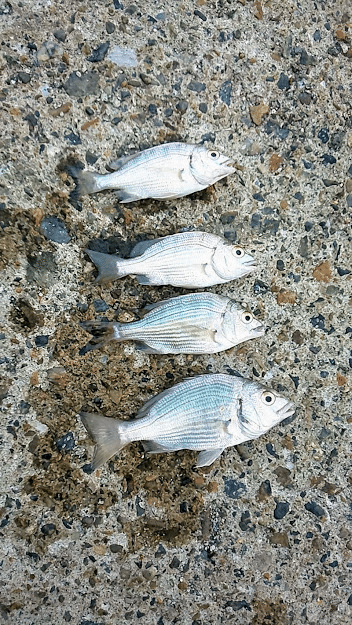 ハゼ釣りに行ったのですが けいよし Note