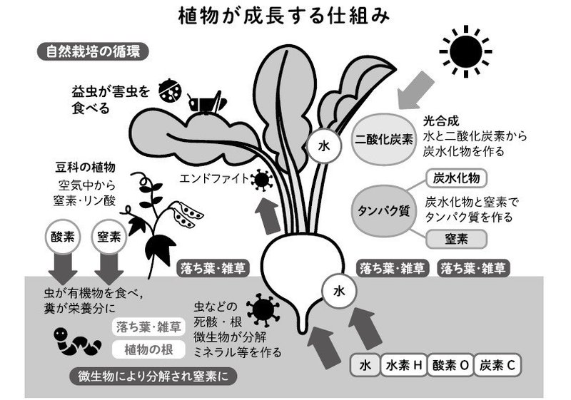 植物が成長する仕組み