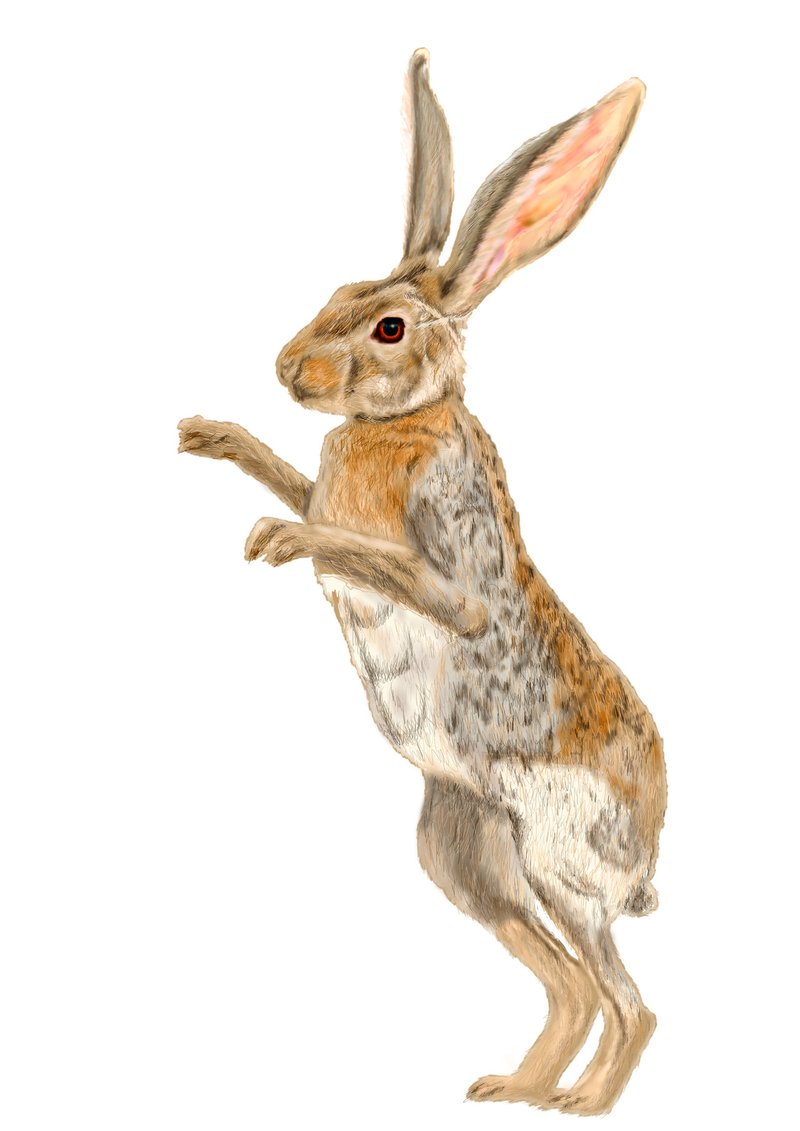 シックスパック クロス刈り込みうさぎの絵三点 Angelrabbits Note シックスパック クロス刈り込みうさぎの絵三点 Angelrabbits Note