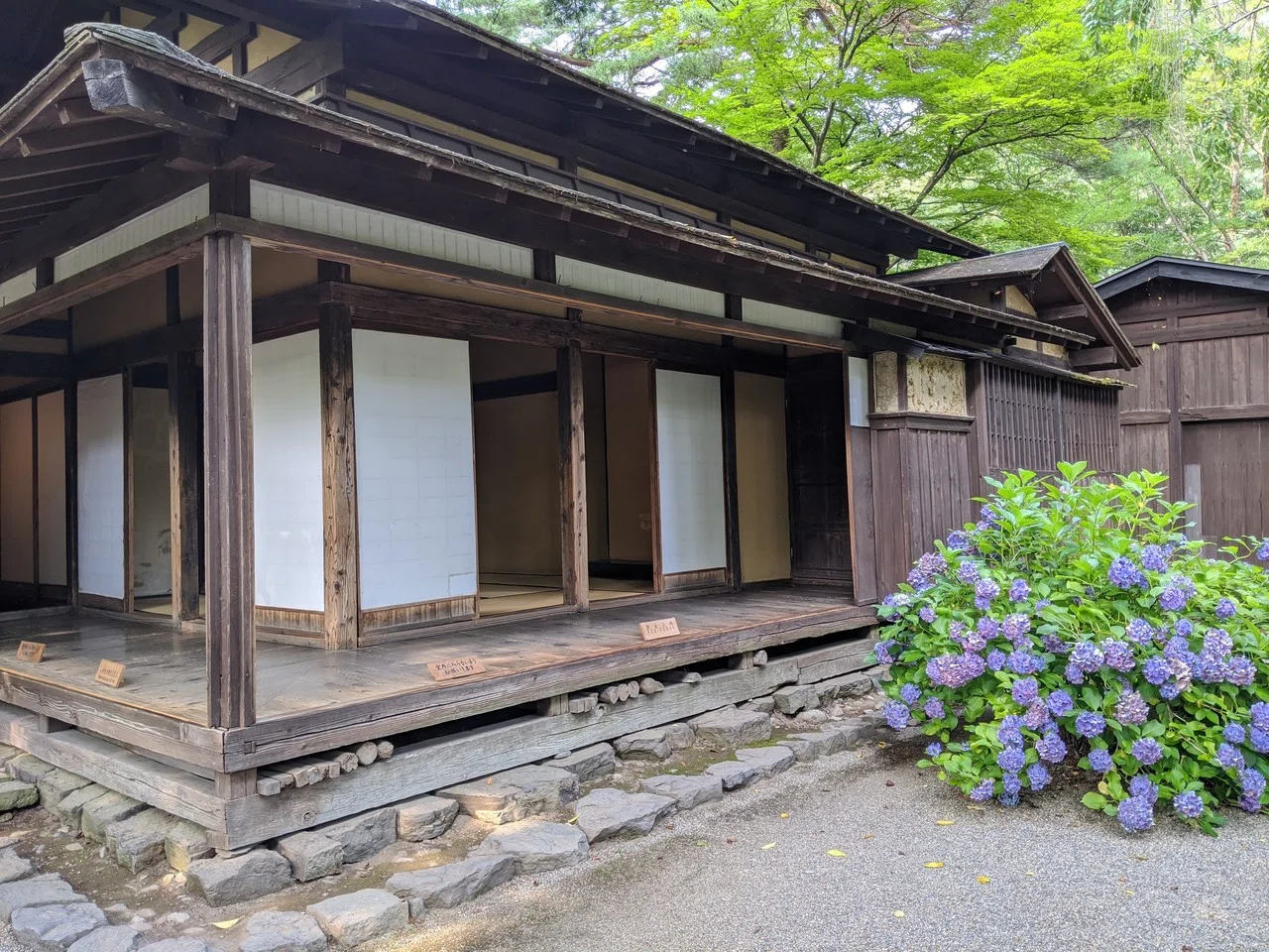 武家屋敷と紫陽花 Samurai Residence And Hydrangea 仙北市角館町の武家屋敷 岩橋家 江戸時代の中級武士の住宅 8月に紫陽花が咲いている Mytabi Note