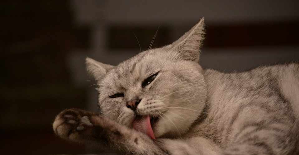読み終わった本 夏目漱石 吾輩は猫である くるま Note