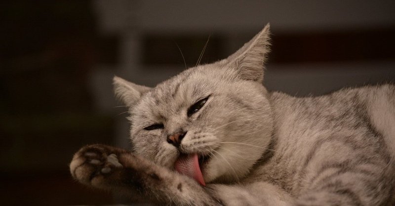 読み終わった本 夏目漱石 吾輩は猫である くるま Note